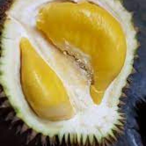 Musang King Vietnam